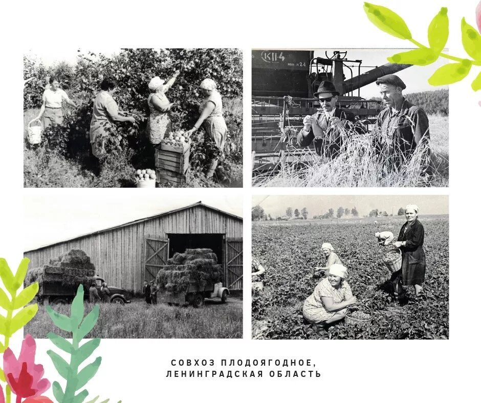 Ленинградский совхоз. Совхоз киришский. Фото. Совхозы в ленинградской области. Ленинградский совхоз.