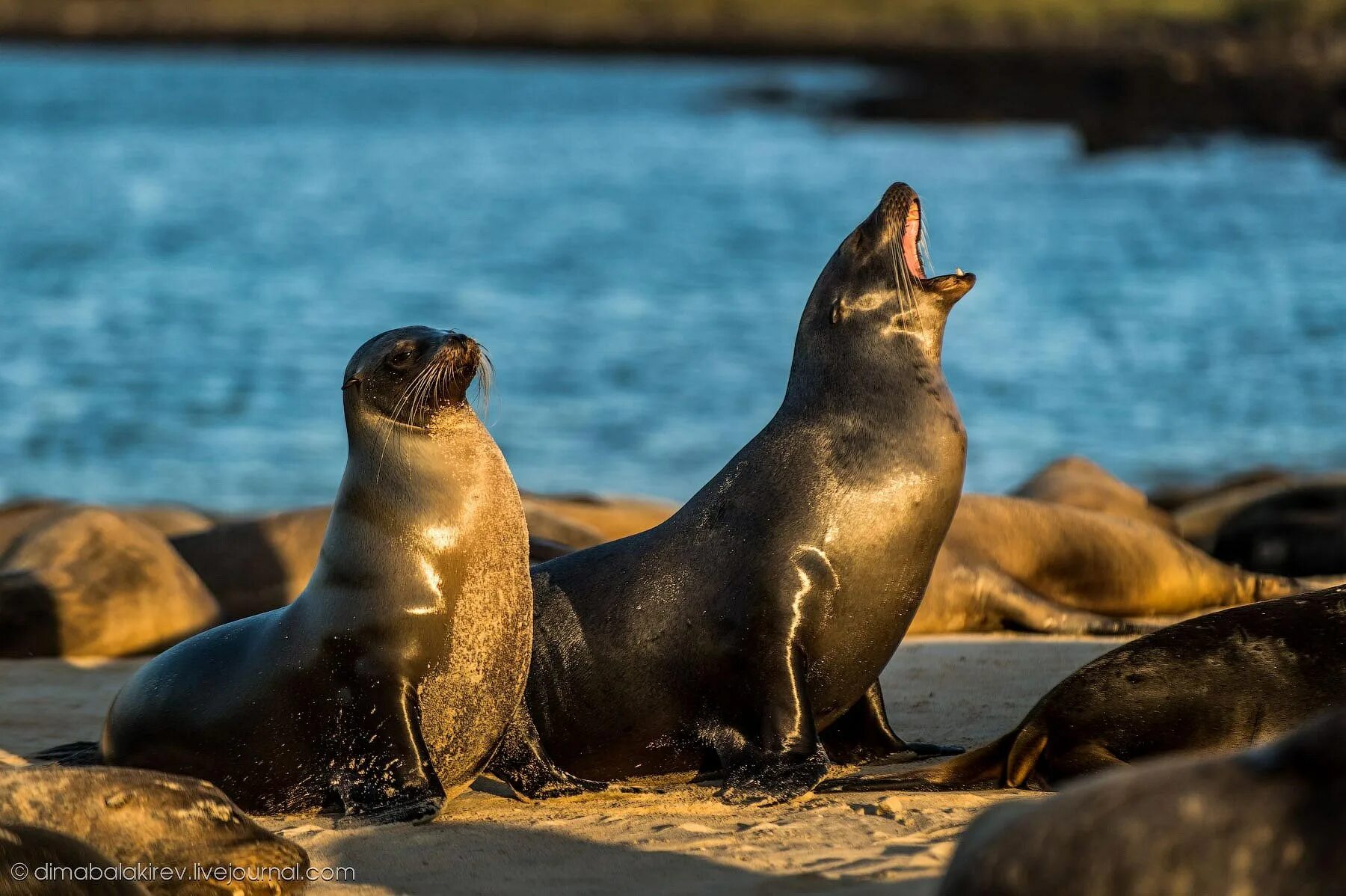 Самка сивуча. Морские львы в природе. Сивучи и морские котики. Тюлень сивуч. Морские львы в природе.