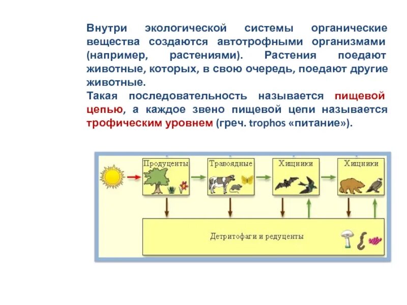 Название каждого звена пищевой цепи. Внутри экологической системы. Органические вещества в экосистеме. Пищевая цепь 5 класс биология. Назовите звенья пищевой Цепочки.