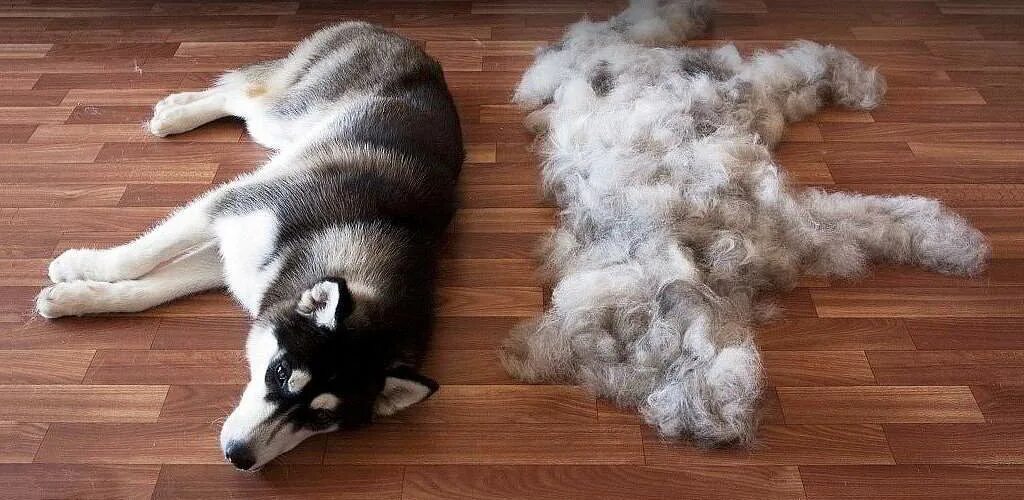 Кошачья и собачья шерсть