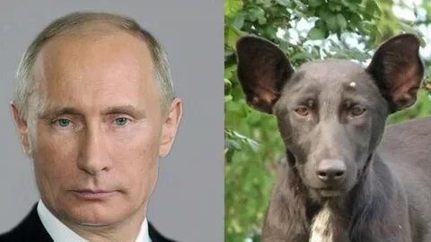 Пес двойник