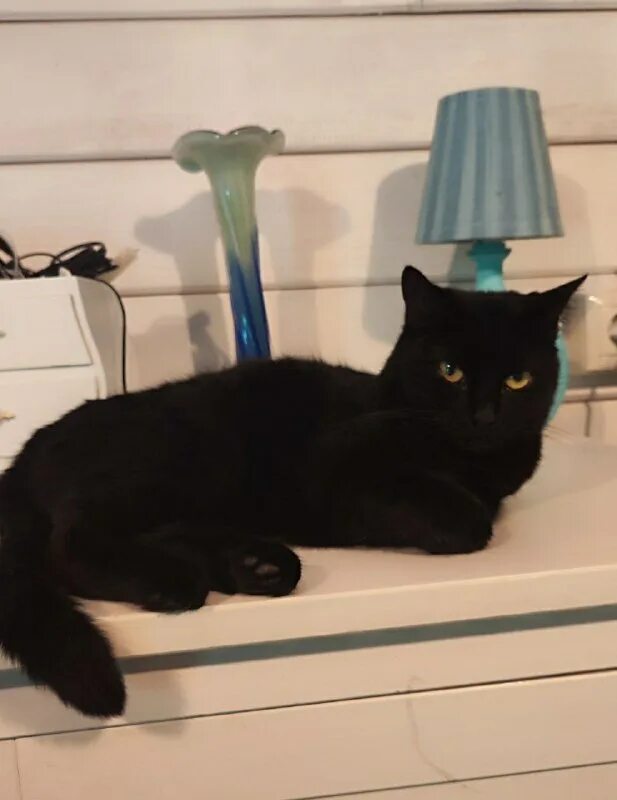 Кот аа. Кот аа