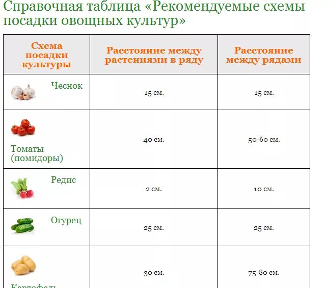 Глубина посадки помидоров на рассаду