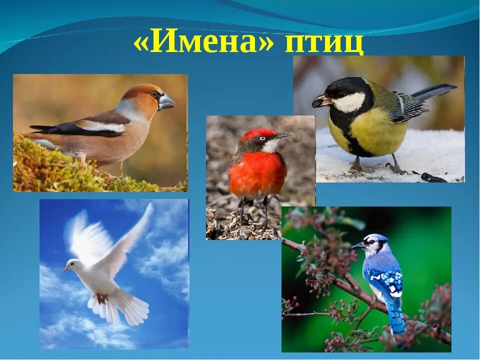 Имена для птиц мальчиков. Имена птиц. имена для птичек. красивые имена для птиц. птичьи клички.