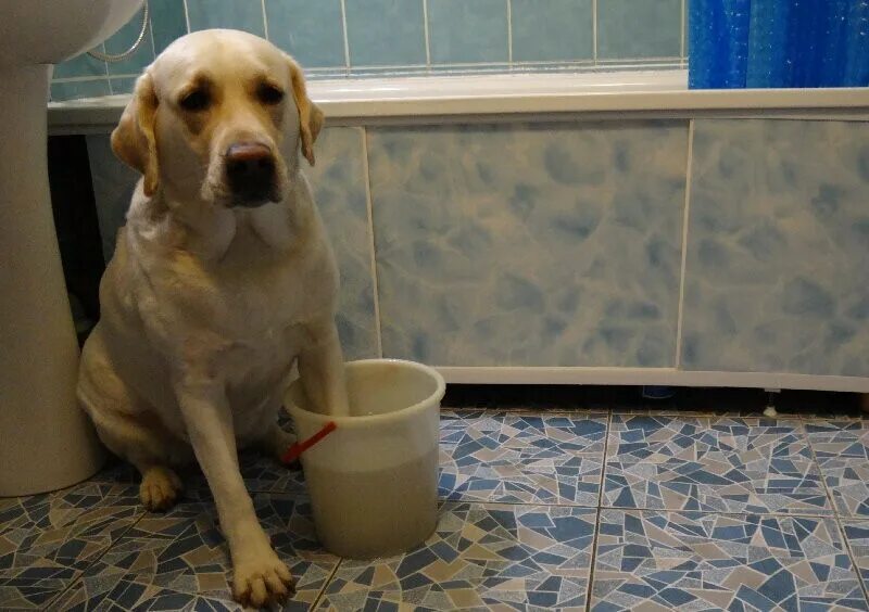 Порода собак лабрадор кварти. Лабрадор в квартире. Минусы лабрадора в квартире. Лабрадор собака для квартиры. Стерилизация лабрадора.