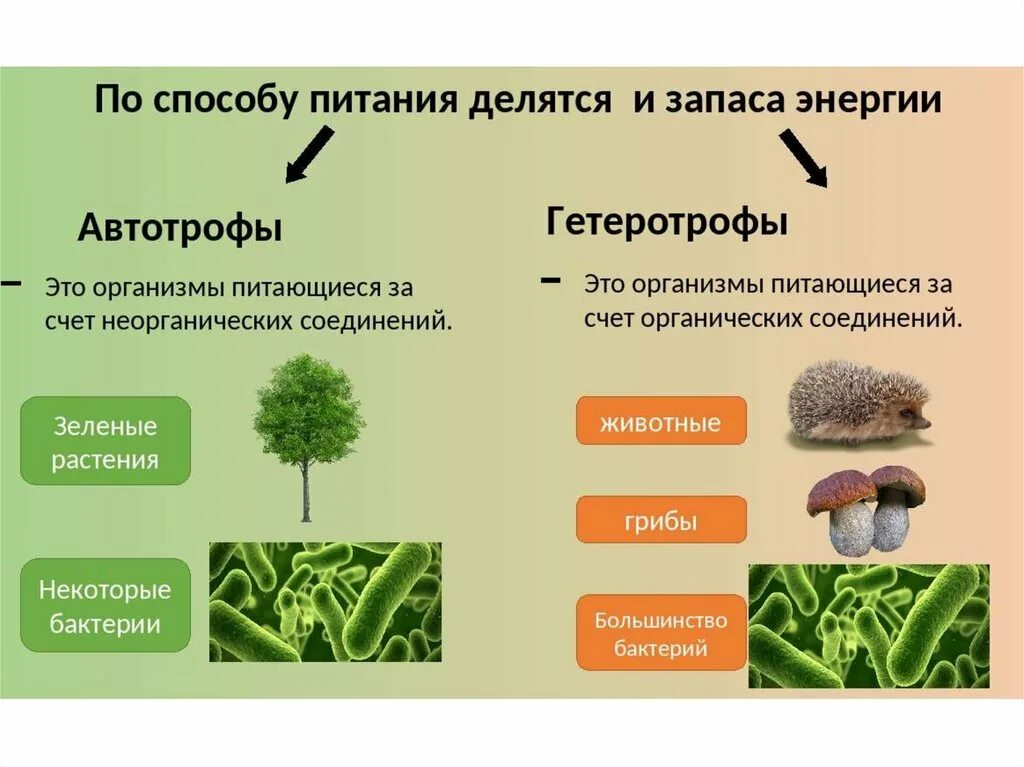 Какие типы организмов играют основную роль. Автотрофный и гетеротрофный Тип питания. Автотрофный Тип питания гетеротрофный Тип. Типы питания автотрофы и гетеротрофы 5 класс. Автотрофные организмы и гетеротрофные организмы.