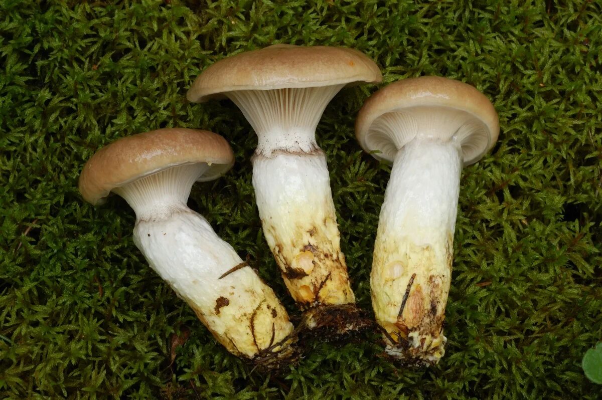 Как по другому называются грибы. Родоцибе гемина. Съедобные грибы. Съедобные грибы фото. Белорусские грибы съедобные.