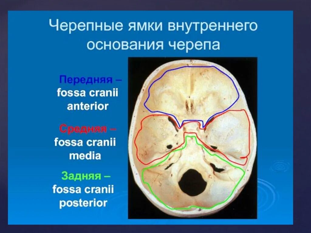 Три Черепные ямки внутреннего основания черепа. Основание черепа Черепные ямки. Передняя средняя и задняя Черепные ямки. Черепные ямки анатомия внутреннее основание черепа. Мозговое основание черепа
