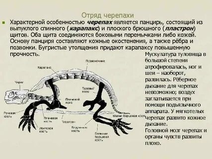 Строение конечностей черепах