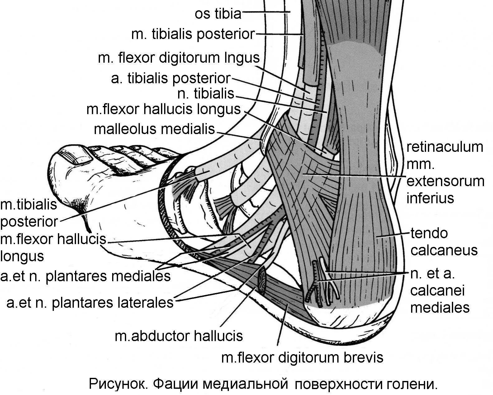 Подошвенная фасция Анато. Фасции стопы топография стопы. Фасция стопы топография. Каналы подошвы