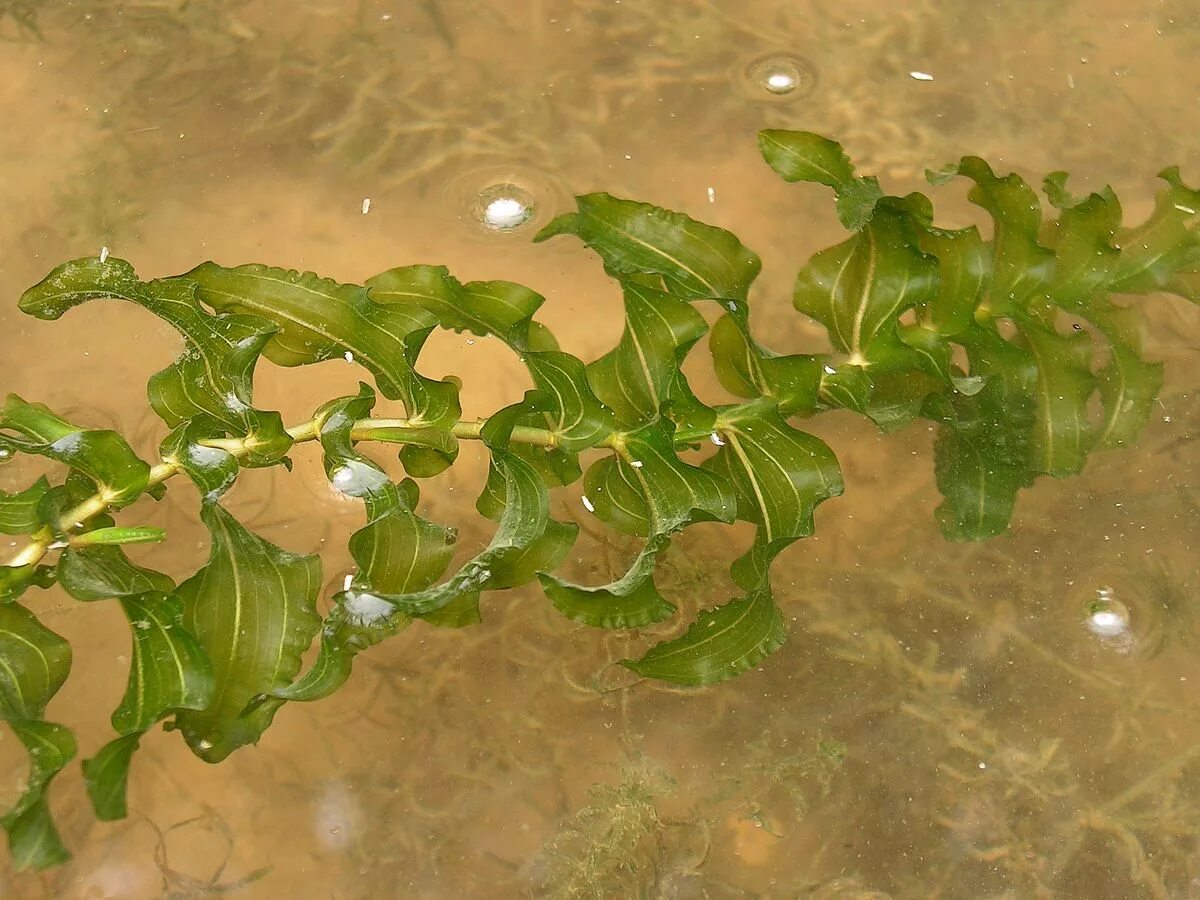 Как обработать водоросли. Рдест курчавый. Рдест пронзеннолистный Potamogeton perfoliatus. Рдест водоросли. Рдест трава.