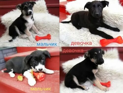 Как отличить щенков. Щенок мальчик или девочка. фото щенков мальчика и девочки. щенок мальчик или девочка фото. как отличить щенка мальчика от девочки.