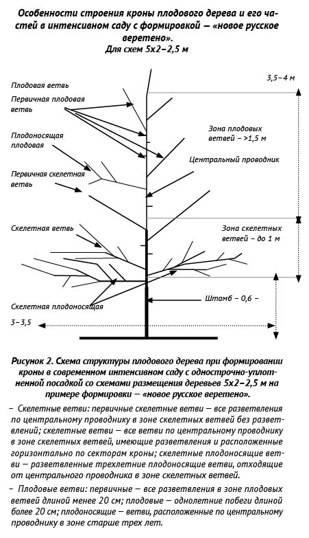 Формировка веретеновидной кроны. Формировка яблони стройное веретено. Формировка веретено. Обрезка яблони стройное веретено. Формировка веретено.