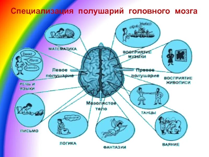 Какое полушарие важнее. Полушария головного мозга. Правое полушарие мозга. За что отвечает правое полушарие головного мозга. За что отвечает левое и правое полушарие головного мозга.