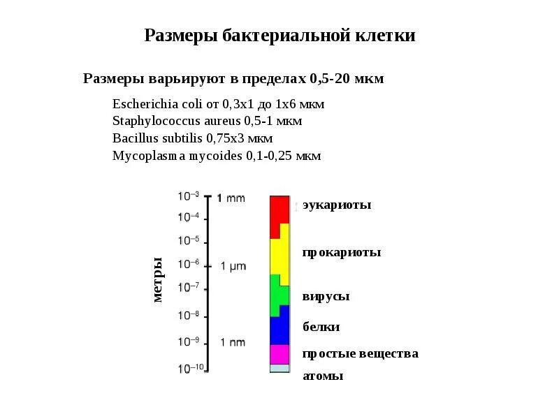 Размеры клеток 3 примера. Размеры вирусов и бактерий в микронах. размер клеток микроорганизмов. размер микроба в микронах. размеры бактерий таблица.