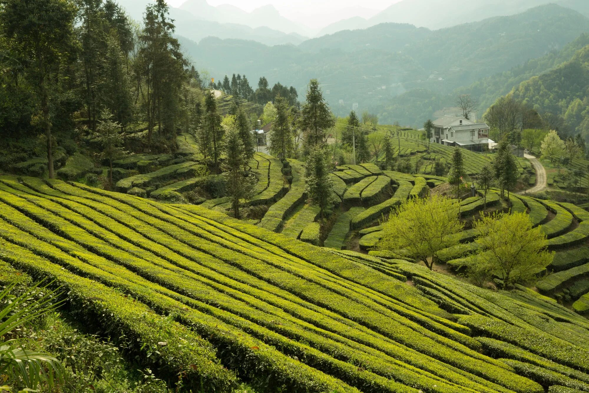 Виды плантаций. Лунцзин плантации. Муннар чайные плантации. Китай чайные плантации Фуцзянь. ЧАЧАЙНЫЕ плантации Китай.