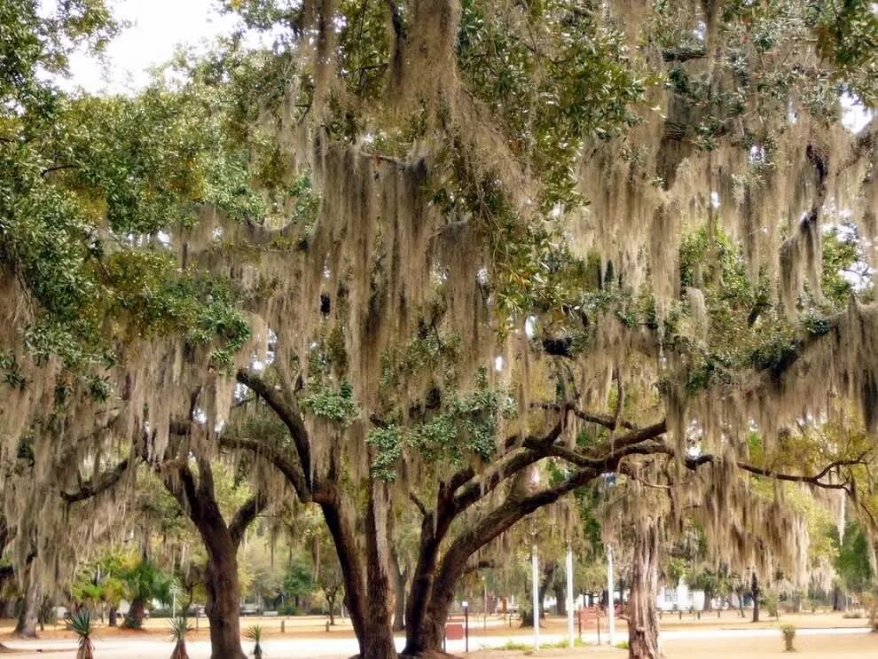 В сша растет дерево. Деревья секвойя в северной америке. В сша растет дерево. Национальный парк секвойя калифорния. Секвойи парк редвуд.