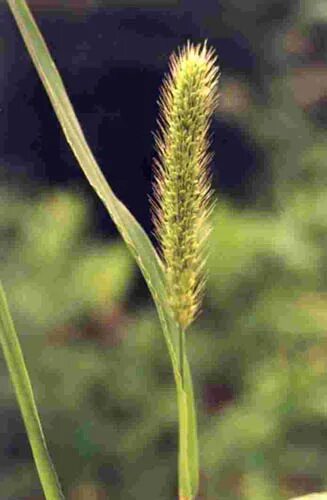 Как выглядит растение лисохвост Alopecurus pratensis Image of an specimen Plantarium
