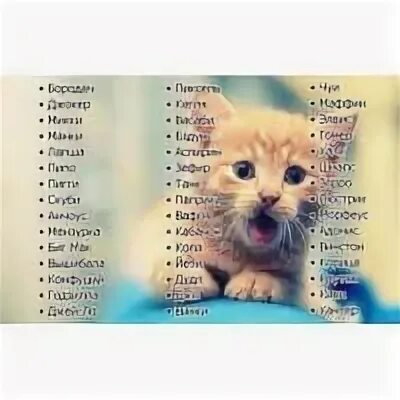 Какие имена можно для кота