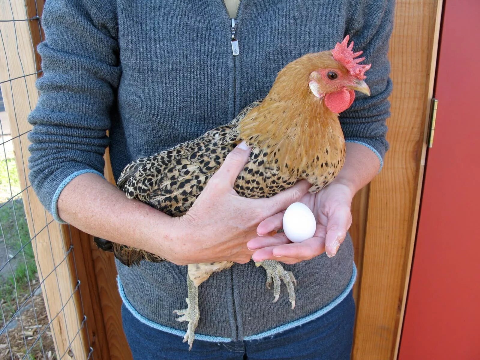 Выносил яйца. Петухи для курочек наседок. Курица с яйцами. Яйца карликовых кур. Карликовая курицы в домашних условиях.