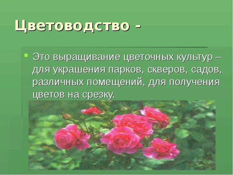 Растениеводство цветоводство. Презентация на тему цветоводство. Сообщение на тему цветоводство. Цветоводство доклад.