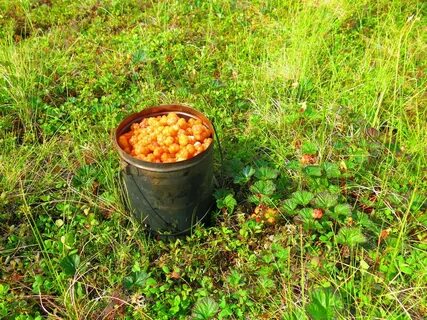 Морошка новгородская область