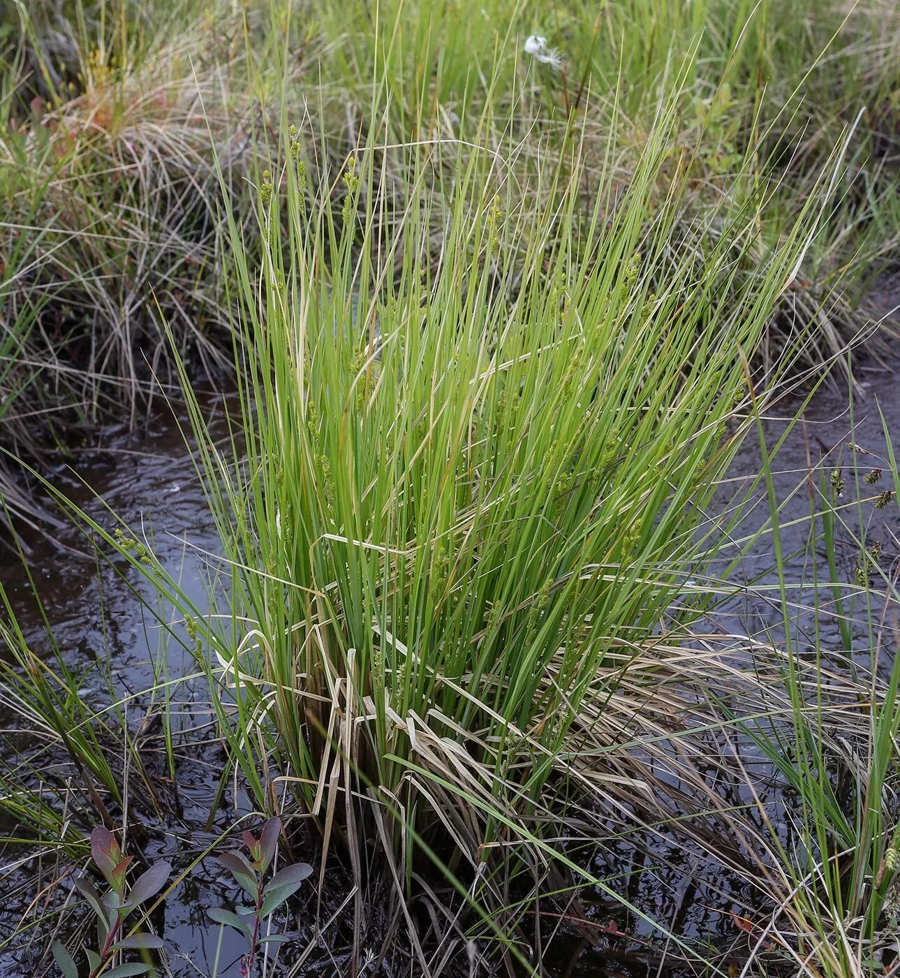 Аир болотный, Acorus calamus, лист ярко-зелёный, h100 см, С7,5