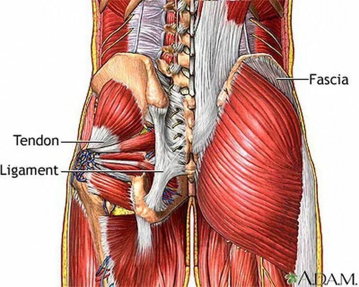 Связки тела. Мышца фасция сухожилие. Крестцово поясничная фасция анатомия. Связки фасция анатомия. Мышцы поясничного отдела позвоночника анатомия.
