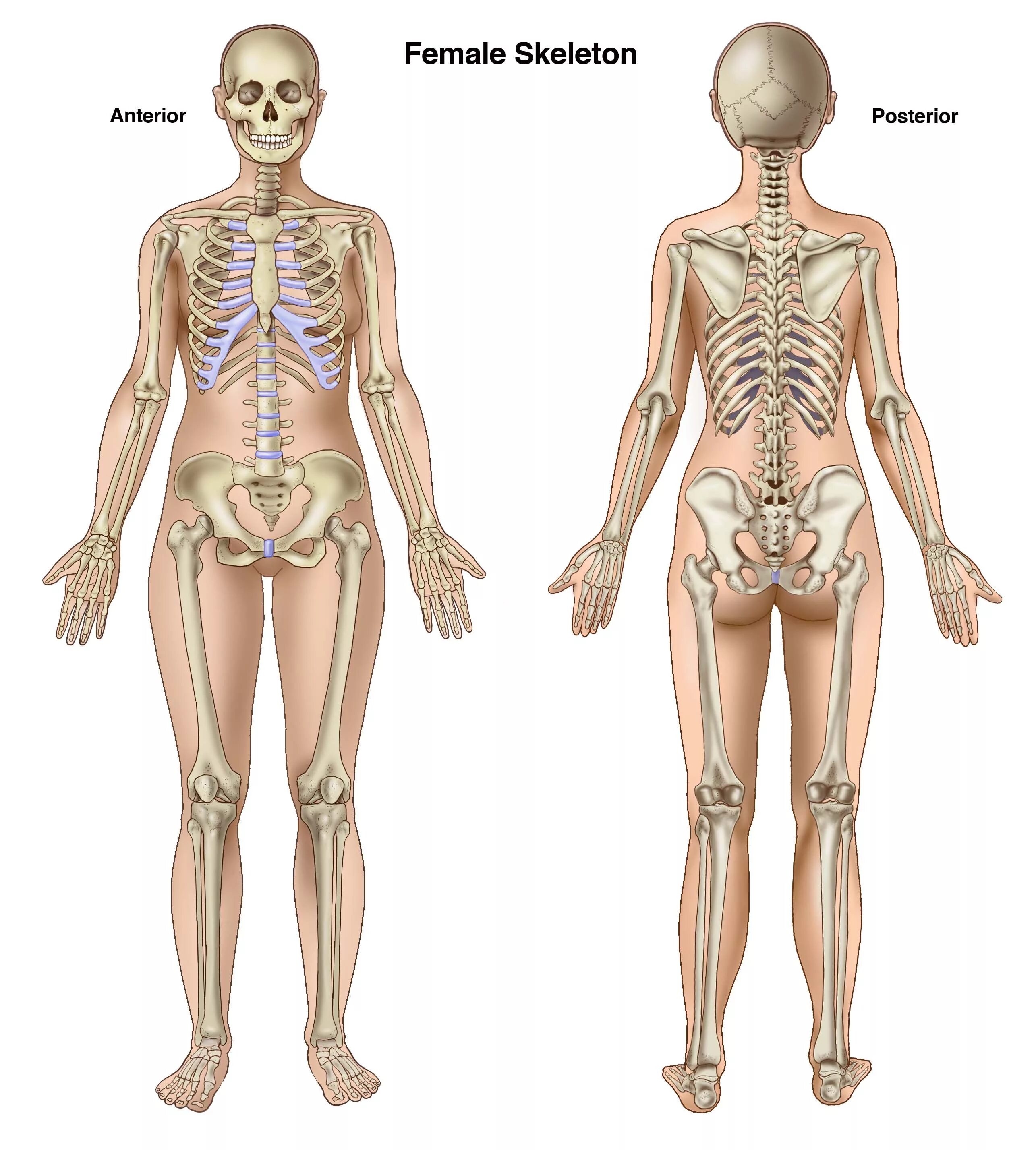 Анатомия человека кости скелета мужчины. Анатомия человека кости скелета женщины. Человека анатомия скелет женщина. Строение тела мужчины и женщины скелет. Мужской и женский скелет