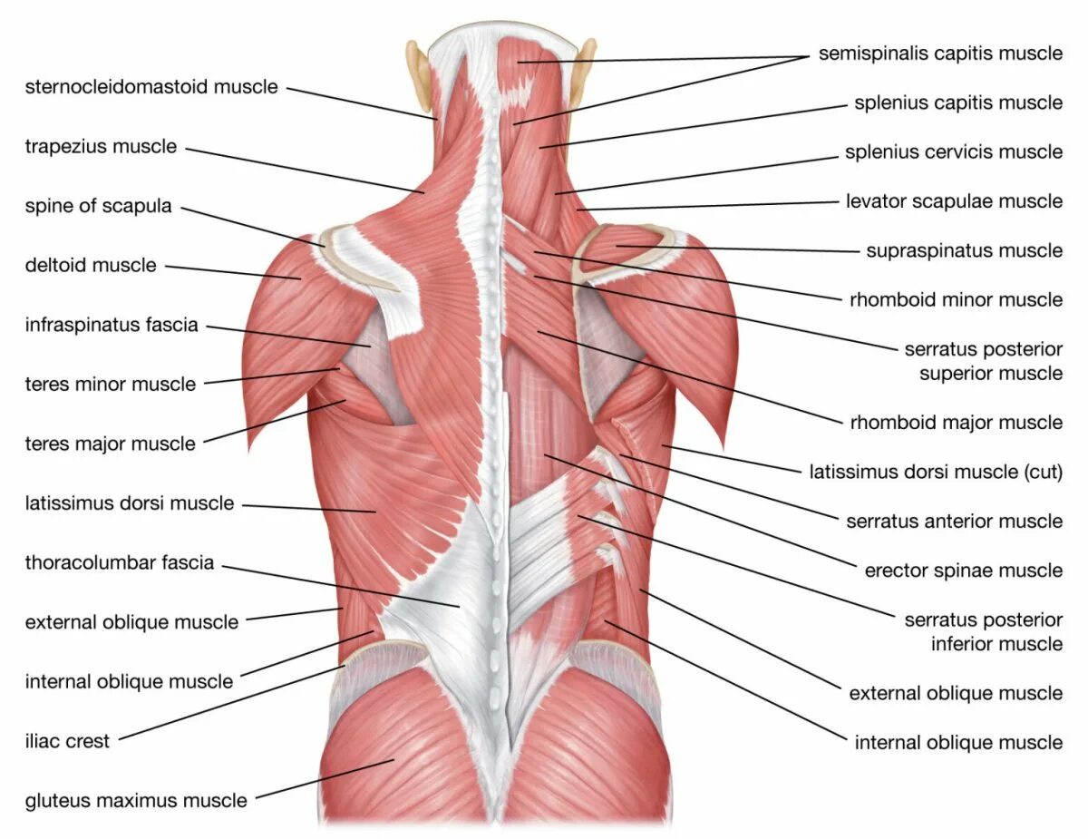 Поясница какие мышцы. Мышцы спины. Спина человека анатомия. Мышцы спины анатомия. Расположение мышц на спине.