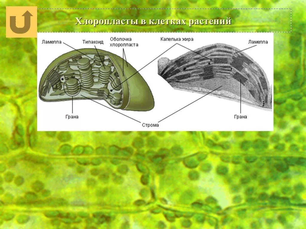 Наличие в клетках хлоропластов. Клетка растения хлоропласты. Хлоропласты растительной клетки рисунок. Строение хлоропласта 9 класс Ламелла.