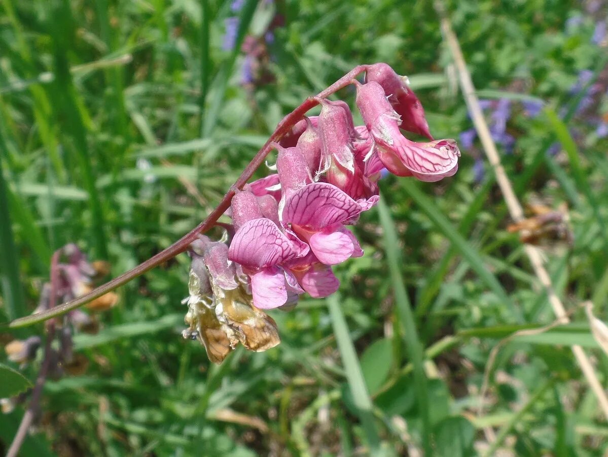 Чина гороховидная. Чина Луговая астрагал. Lathyrus pisiformis. Сочевичник весенний.