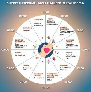 Сколько часов в организме