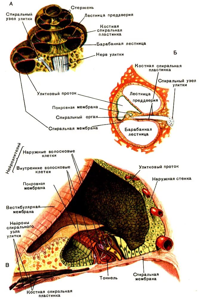 Клетки волосков улитки