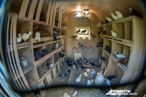 Жилая голубятня