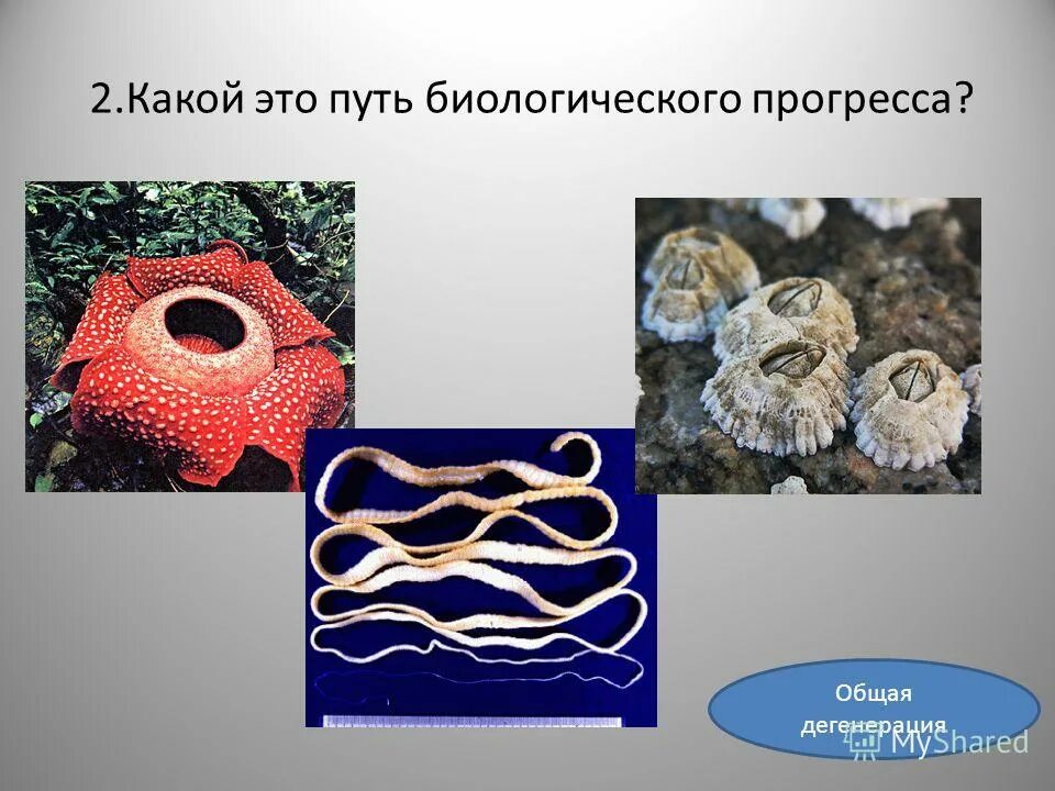 Главные направления эволюции ароморфоз идиоадаптация. Дегенерация является биологическим. Дегенерация фото. Примеры дегенерации у животных. Направления эволюции: ароморфоз, идиоадаптация, дегенерация.