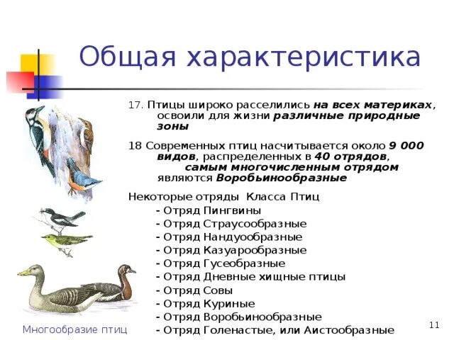 Птицы класс отряд семейство. Характеристика птиц 7 класс биология. Класс птицы общая характеристика строения. Общая характеристика птиц 7 класс. Характеристика про птиц по биологии 7 класс.