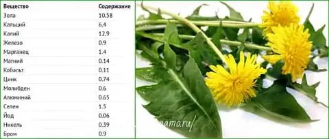 Таблица одуванчика