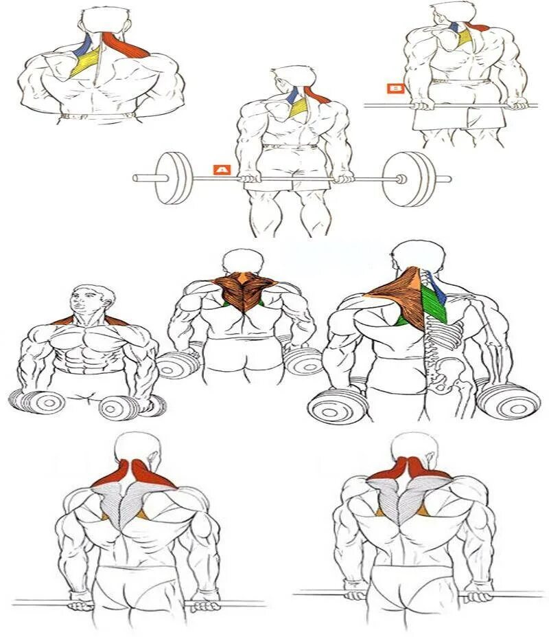 Упражнения на спину на массу. Трапеция упражнения шраги гантелями. Упражнение шраги с гантелями. Шраги на трапецию со штангой. Шраги группа мышц.
