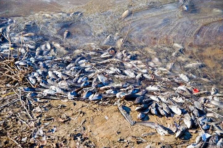 Погибло много рыбы. Мертвая рыба в Комсомольске на Амуре 2022. Мор рыбы 2022 Яуза Мытищи. Мертвая рыба в Десне новая Москва. Много рыбы Ярославль.