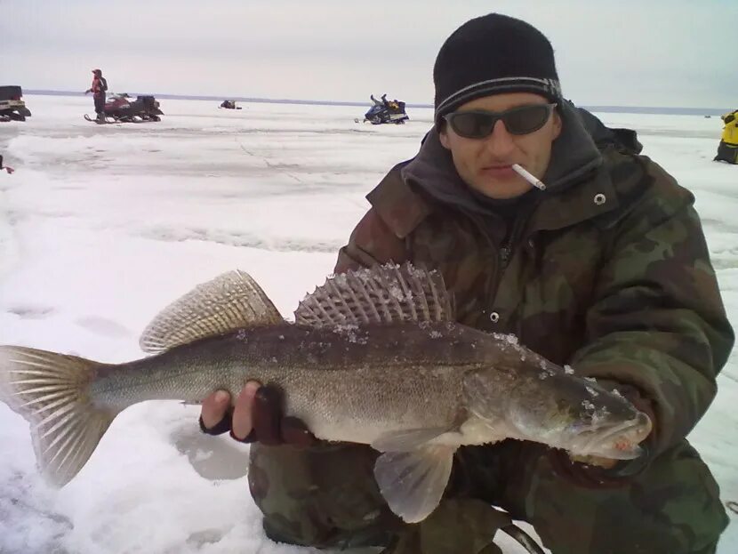 Где судак зимой. Камский судак. камский судак рыба. большой зимний судак. зимняя рыбалка на судака на волге.