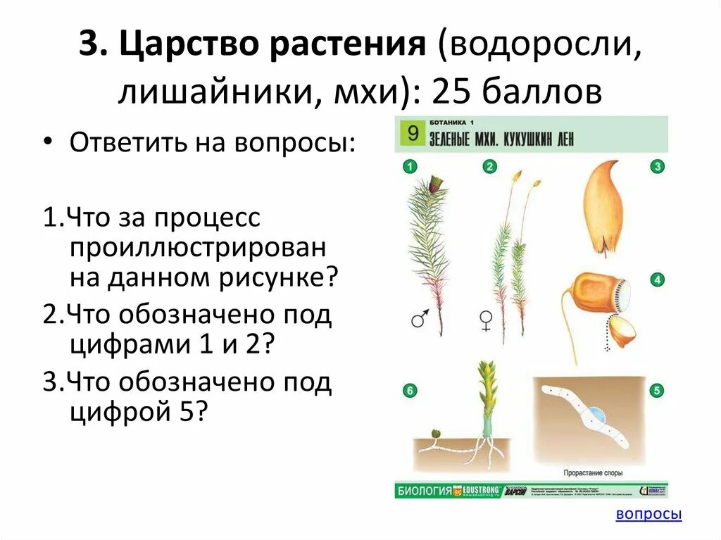 Основная характеристика низших растений. Низшие растения. Царство растений водоросли. Водоросли низшие растения. Низшие растения отделы.