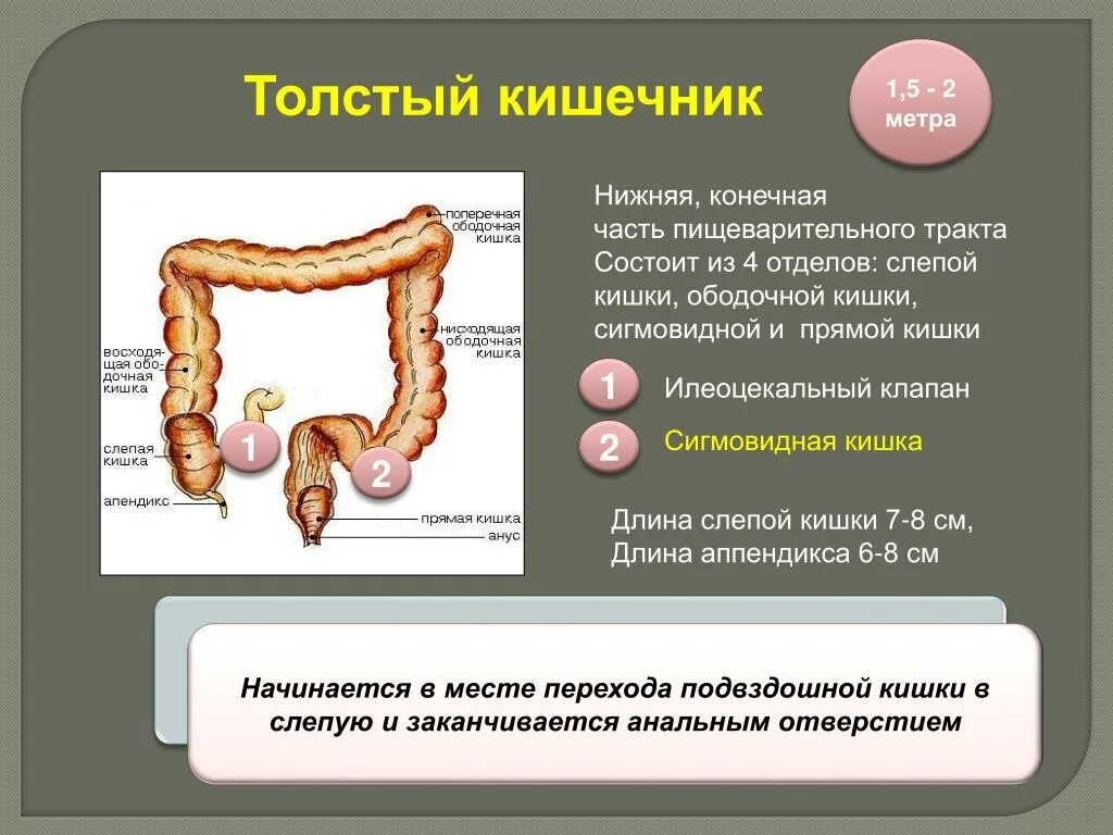 Сколько сантиметров кишка. Дистальный отдел Толстого кишечника. Слепая ободочная и прямая кишка. Толстый кишечник и сигмовидная кишка.