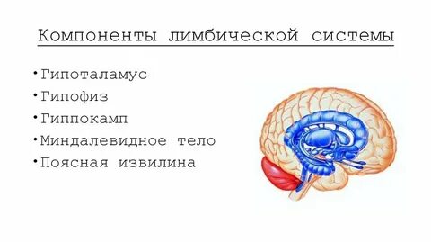 Гипоталамус лимбическая система