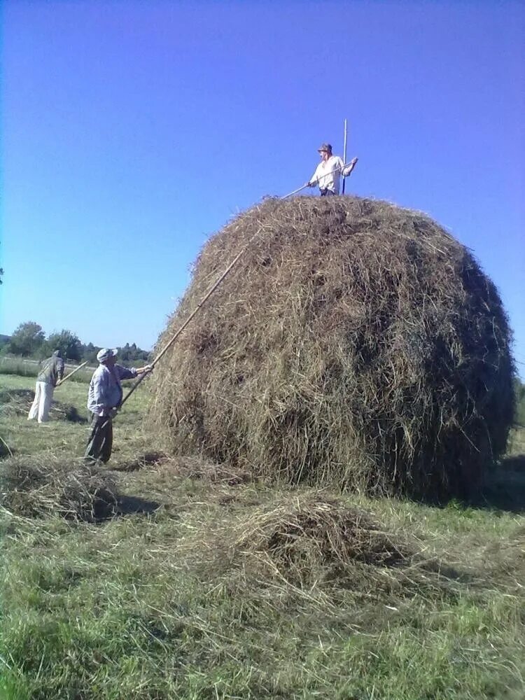 Сенокос загадка. Сенокос живопись. Сенокос картинки прикольные. Стихи про сенокос. Ноги торчат из стога сена.