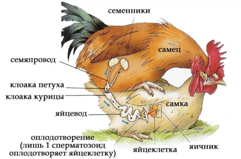 Размножение куриц. Каким органом петух оплодотворяет курицу. Как происходит оплодотворение у куриц. Как происходит оплодотворение у птиц кур.