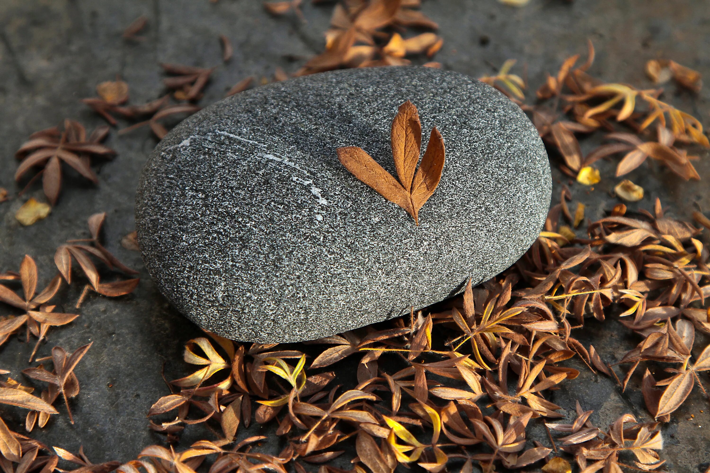 Leaf stone. Каменный лист. Листья на камнях. Осенние листья на камнях. Листочек на камушке.