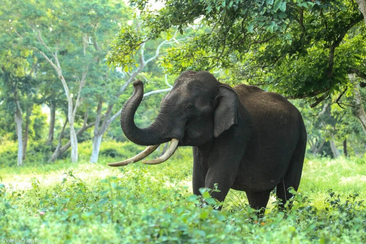 Elephant на русском языке. Тропические леса Индии слоны. Индийский слон тропического леса. «Слоны в индийских джунглях» Ватагин. Слоны в джунглях.