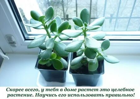 Растет это