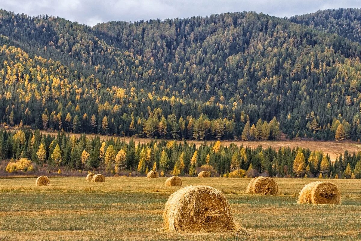 Осеннее сено